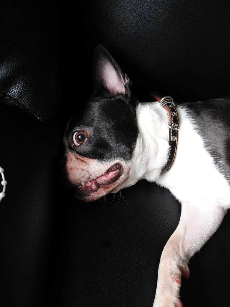 ボストンテリアの虎鉄9