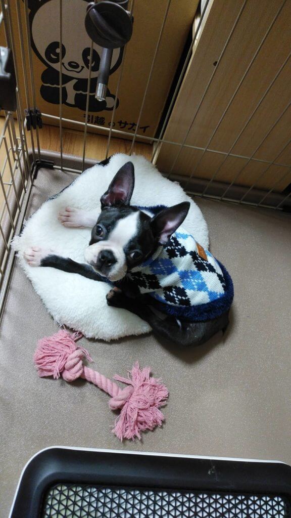 ボストンテリアの虎鉄6