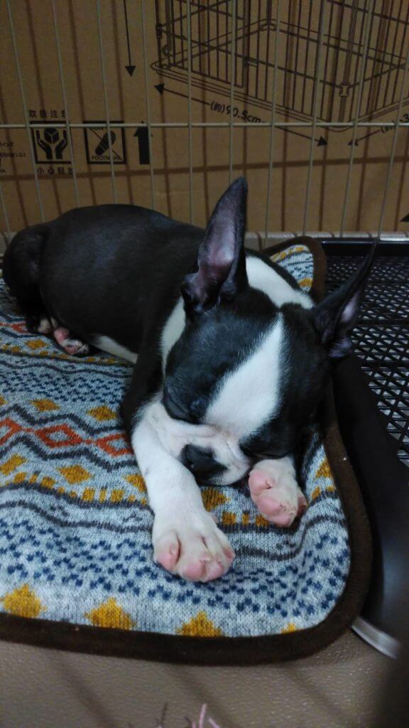 ボストンテリアの虎鉄2