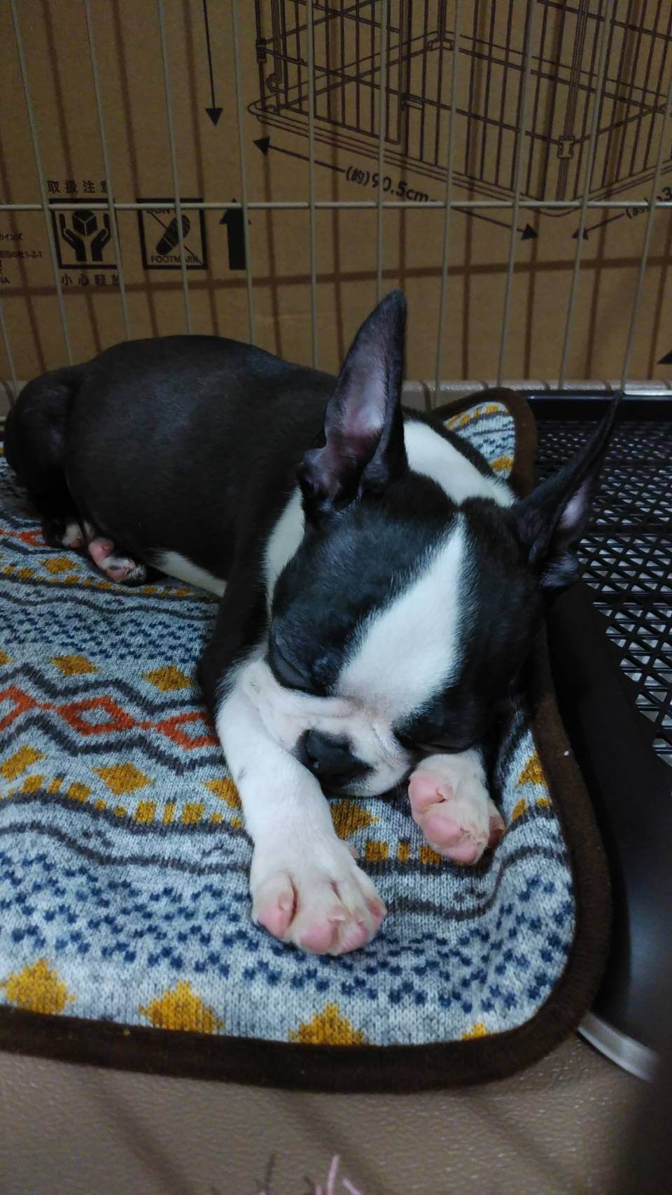 ボストンテリアの虎鉄2