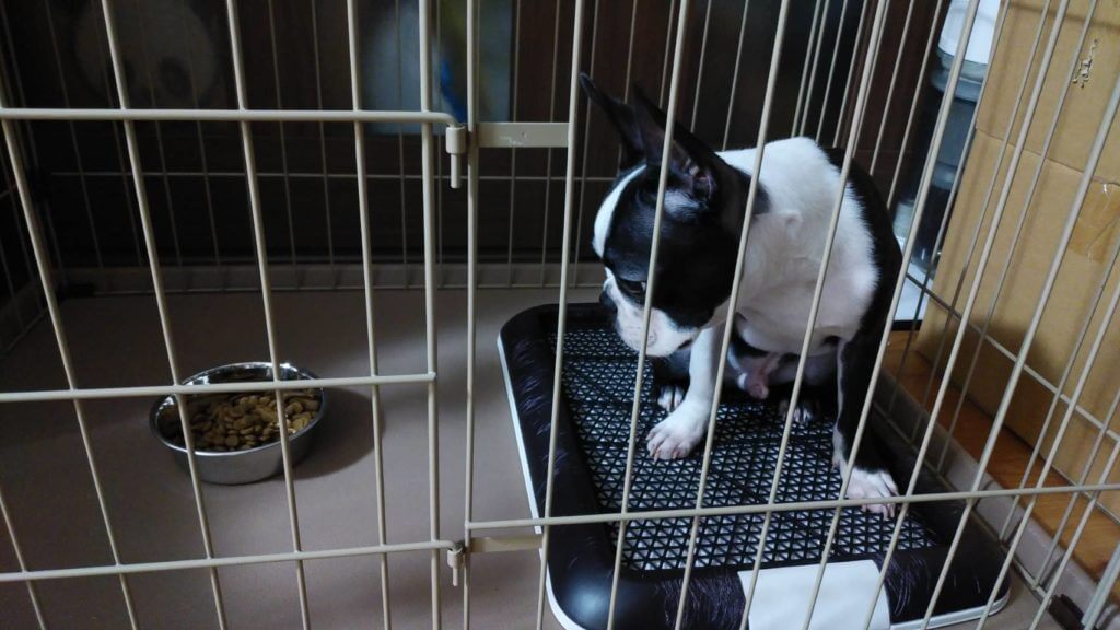 ボストンテリアの虎鉄3