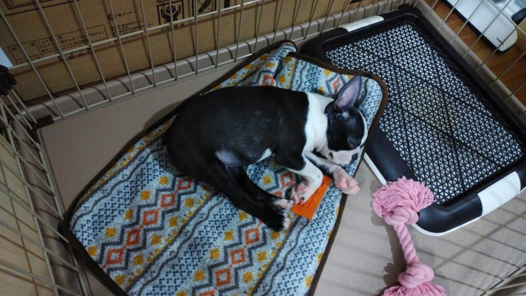 ボストンテリアの虎鉄1